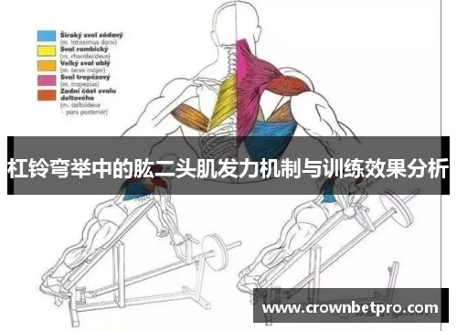 杠铃弯举中的肱二头肌发力机制与训练效果分析